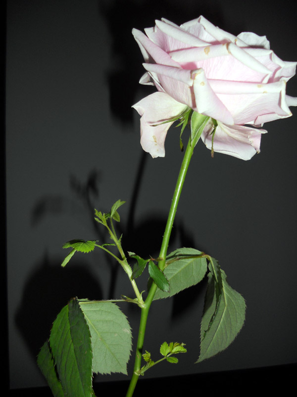 この美しい薔薇をご覧くださいませ 古澤酒造株式会社