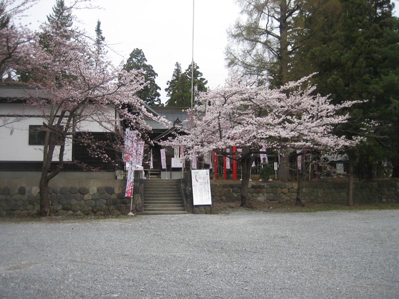 4月27日も寒河江の天気はいいです 桜も満開です 古澤酒造株式会社