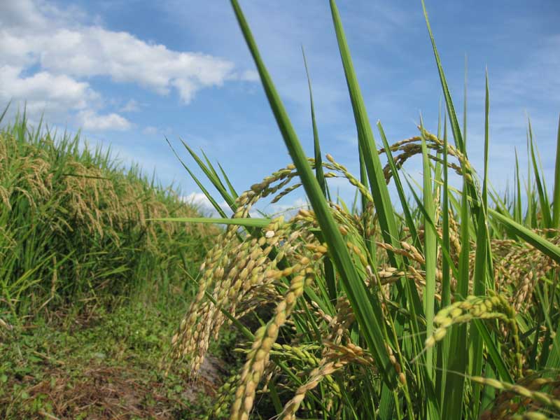 稲穂が暑がっております 古澤酒造株式会社