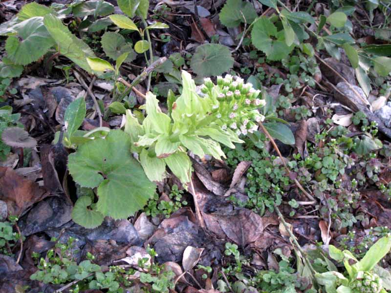 朝の散歩が楽しくなりました でも花粉対策が必要です 古澤酒造株式会社