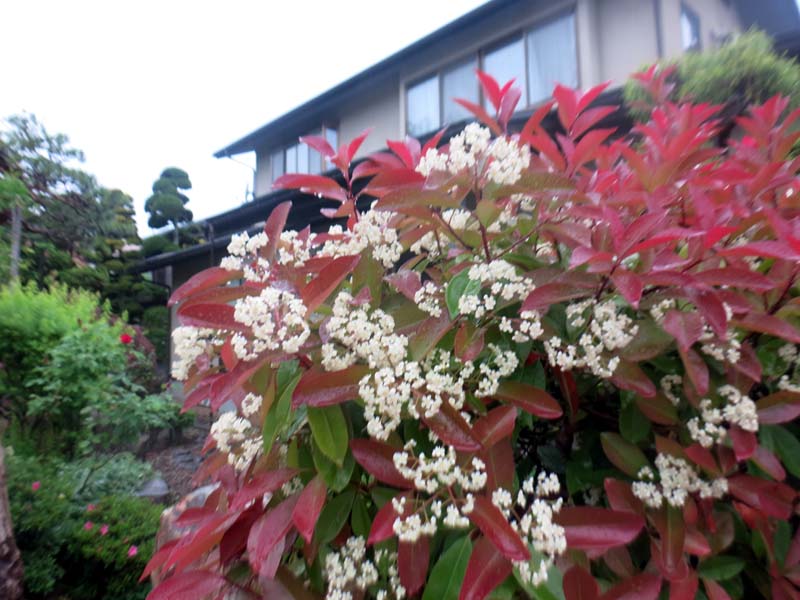 レッドロビンの花を見ることは少なくありませんか 古澤酒造株式会社