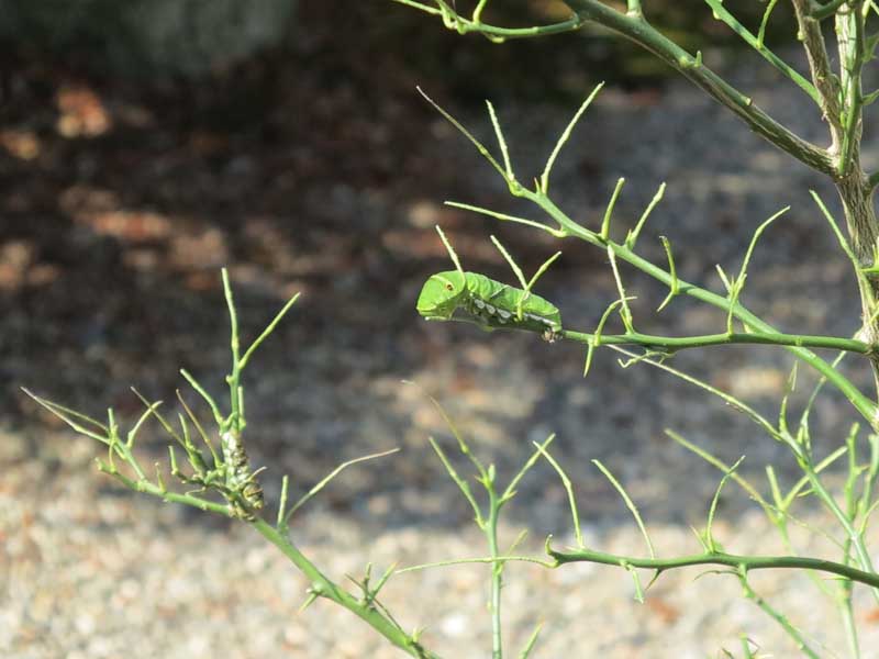 今年もアゲハ蝶の幼虫が我が家のミカンの木の葉を食べつくしま