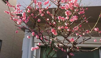 2月20日東京に出ましたら梅が満開でした