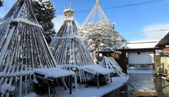 しばらくぶりの積雪です