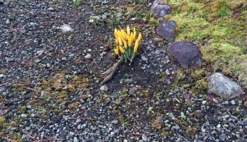 菩提寺の澄江寺では、やはりクロッカスが咲いていました