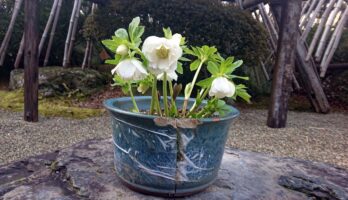 クリスマスローズが咲いています