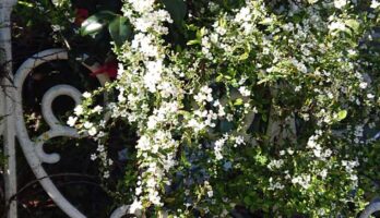 東京に行くとき新幹線はガラガラでした