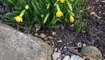 寒河江でも花が咲きだしました