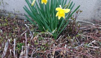 3月25日（水）昨日とは打って変わりとても良い天候です