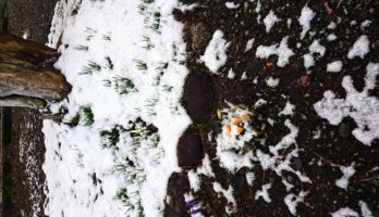 3月24日（火）は暖冬の中、珍しく雪が降りました