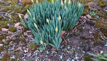 今年は暖冬、春近し