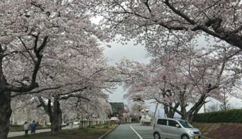 山形の護国神社の桜も満開です