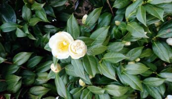 菩提時の澄江寺の椿はまだ咲いています