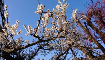 ご近所のあんずの花も満開です