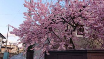 今山形県寒河江市は桜が満開です