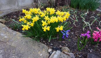 八幡宮のお山では鶯が鳴いています