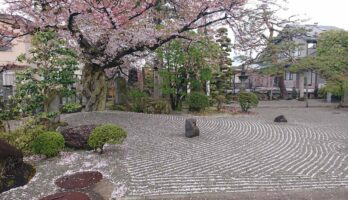 山形の桜もいよいよ散りはじめです