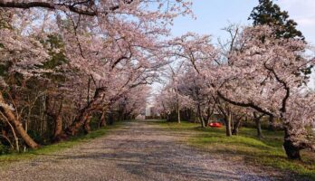 子供のころに見た長岡山の桜を思い出し見に行きました