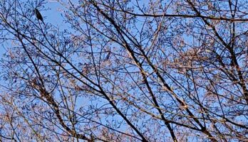 寒河江八幡宮の鶯