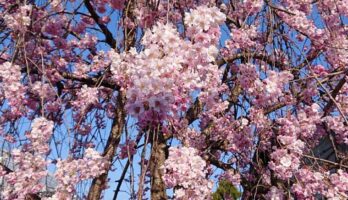 桜を今年は堪能することが出来ました