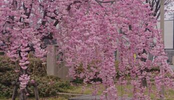 桜の見ごろはまだ続いています