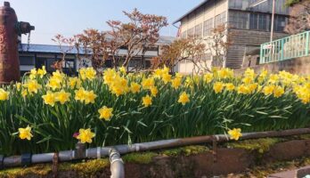 散歩の途中見つけましたがチュウリップが咲いていました