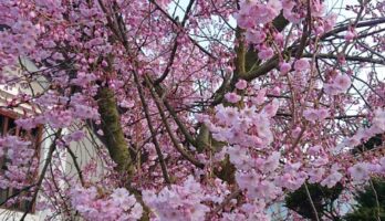 近所の加藤さんの桜も綺麗です