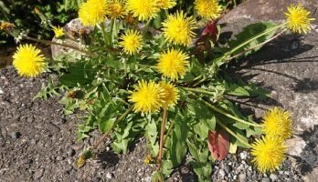 散歩の途中でタンポポを見かけました