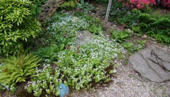 ご近所のお庭が素敵です