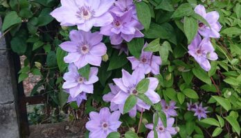 紫の鉄扇がきれいです