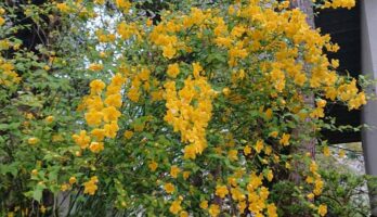 寒河江八幡宮では桜が散りヤマブキが咲きだしました