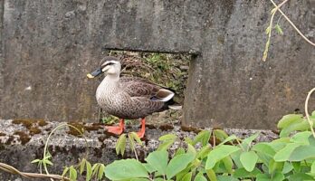 散歩の途、水路でカーガー鳴く声が聞こえました