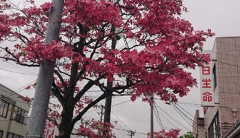 寒河江市内の街路樹のハナミズキがきれいです