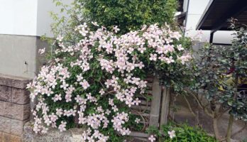 ご近所のクレマチスが見頃です