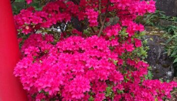 山形は桜も終わり、つつじの季節となりました