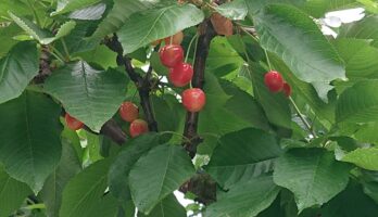 さくらんぼが赤く色づきました