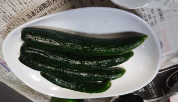 我が家の初収穫のキュウリです