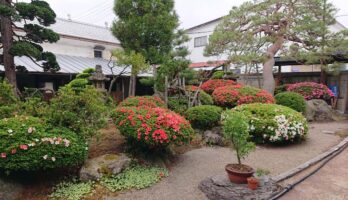 我社のさつきが見頃です