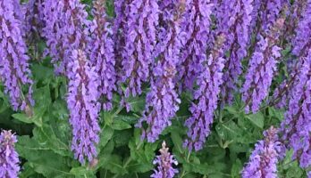 初夏はいい季節です