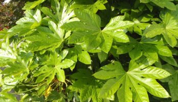 山形も梅雨に入りました