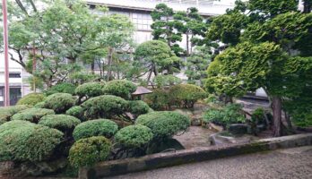 夏を前に東の庭にも植木屋さんに入っていただきました