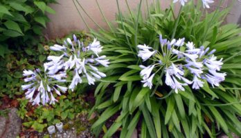 朝の散歩時、菩提寺の庭で見かけた花です。