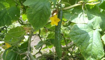 我が家の畑ではナスやキュウリが食べ頃です