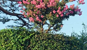 菩提寺の百日紅が咲きだしました