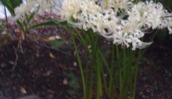 彼岸花の季節です