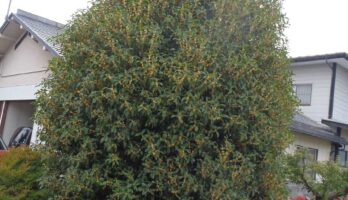 山形の今は金木犀がすごいです