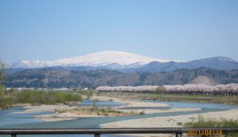 当地区の寒河江川堤の桜が満開です