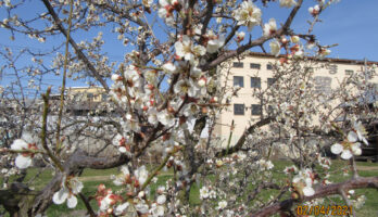 当社の梅園・白加賀梅の花が咲きました！！