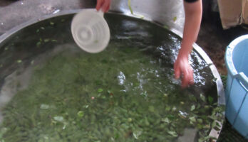 梅洗い、軸取り！従業員一同頑張っています。