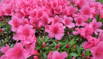 古澤酒造資料館の庭のさつきの花が満開です。